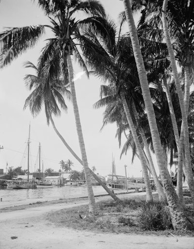 Coconut Trees Along the Docks, Miami, Florida by Detroit Publishing Co.